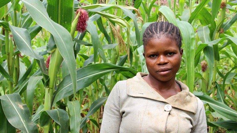 Government Unveils Plans to Introduce Agricultural Insurance for Smallholder Farmers