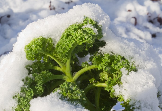 Vegetable Prices Surge Amid Persistent Winter Chill