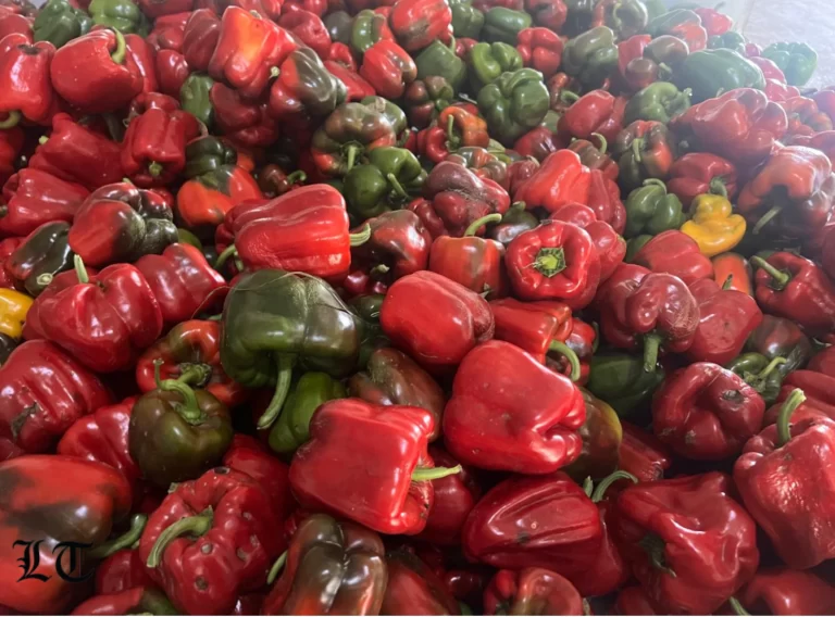 Lesotho Vegetable Market Report (18 July – 29 August 2025)