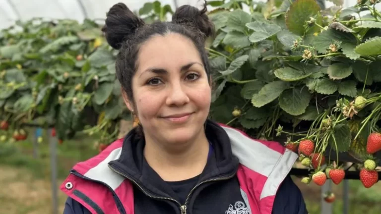 Scientists look at new solutions to aphid problem