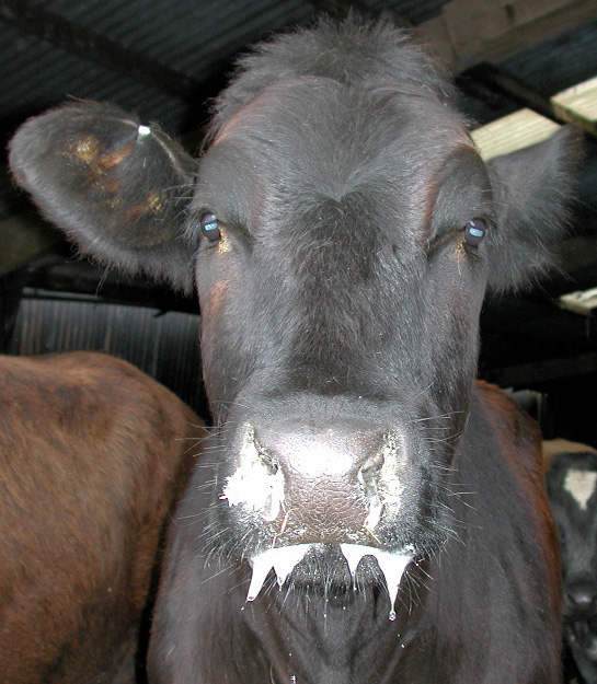 Ministry of Agric Forms Task Team To Fight Foot, Mouth Disease