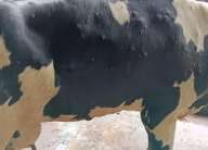 Lumpy Skin Disease Threatens Livestock Economy as Infections Surge