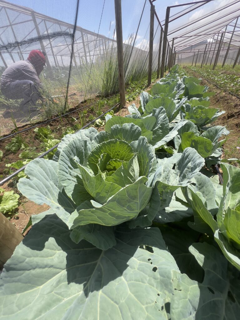 Why Lesotho Farmers Struggle Even When They Produce