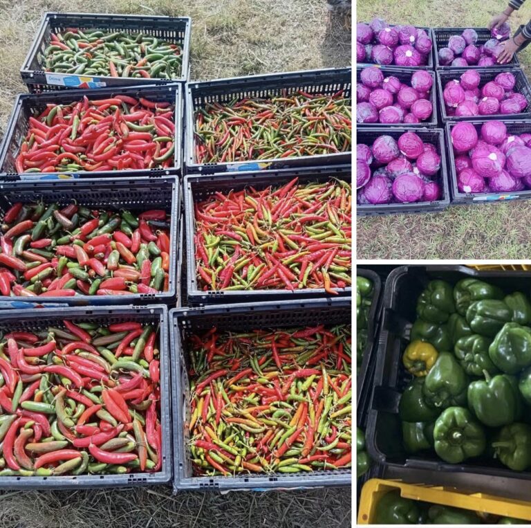 Chilli, garlic and tomato prices surge at Johannesburg and Pretoria markets, raising fresh produce costs for Lesotho border traders