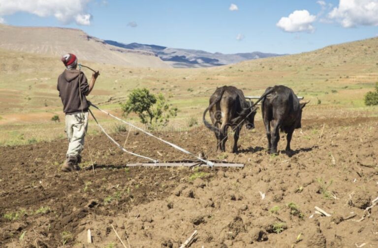 Lesotho produces 10% of its potatoes and imports $64m in grain from South Africa as minister warns food import bill is outpacing production