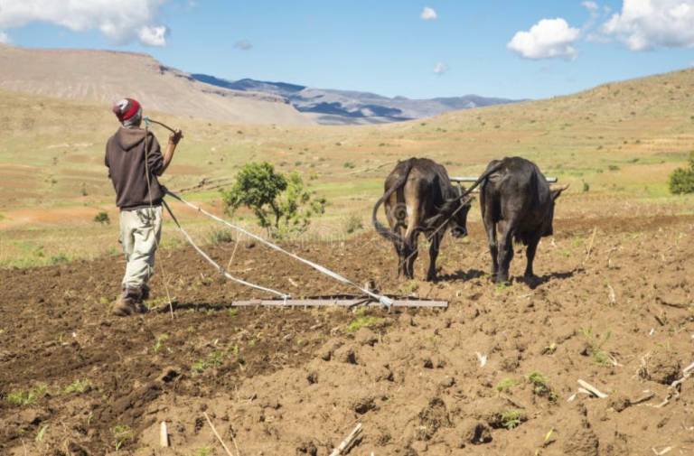 Lesotho produces 10% of its potatoes and imports $64m in grain from South Africa as minister warns food import bill is outpacing production