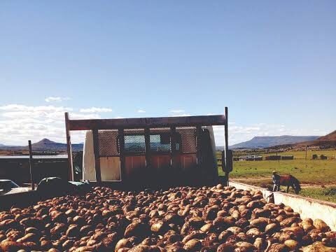 Potato Prices Rise to R4,872 per Ton in Regional Markets